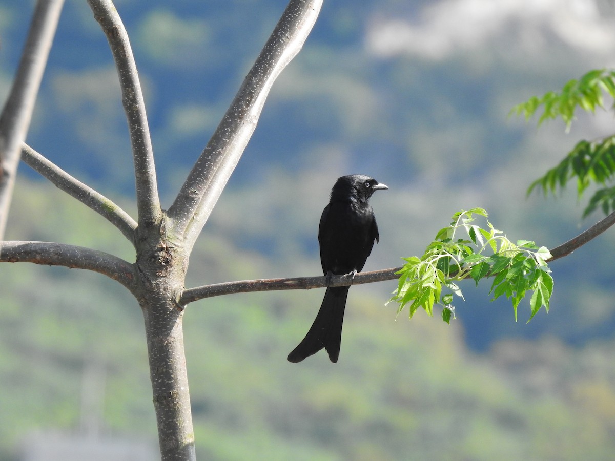 Black Drongo - Peter Lang