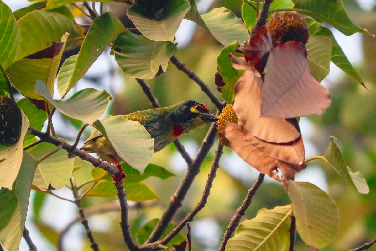 Coppersmith Barbet - ML568809281