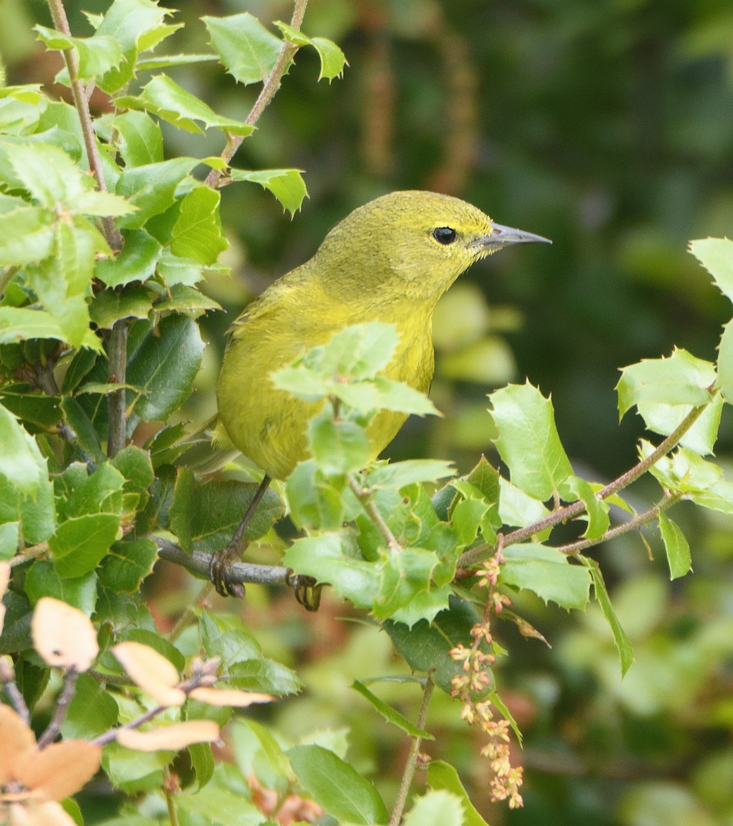 Orange-crowned Warbler - Richard Moss