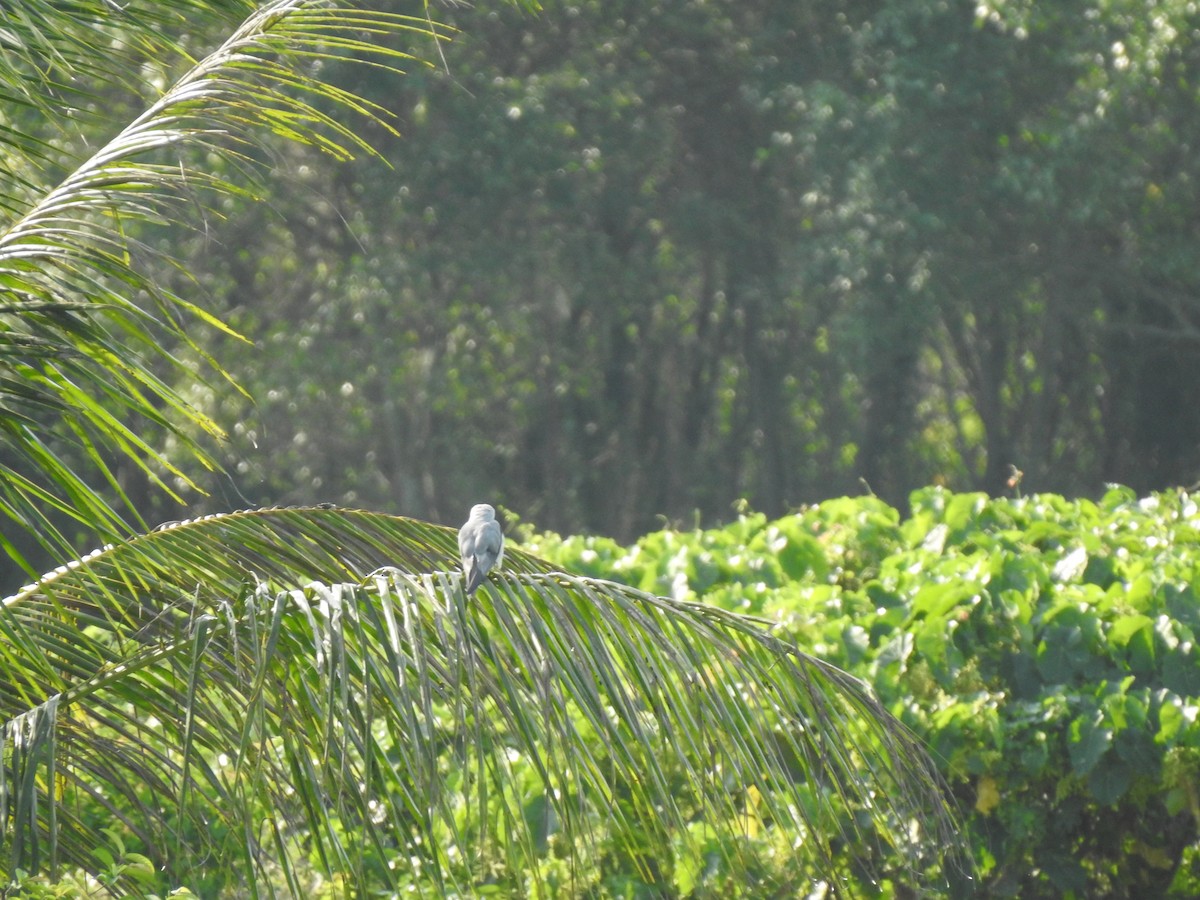 Black-winged Kite - ML568809391