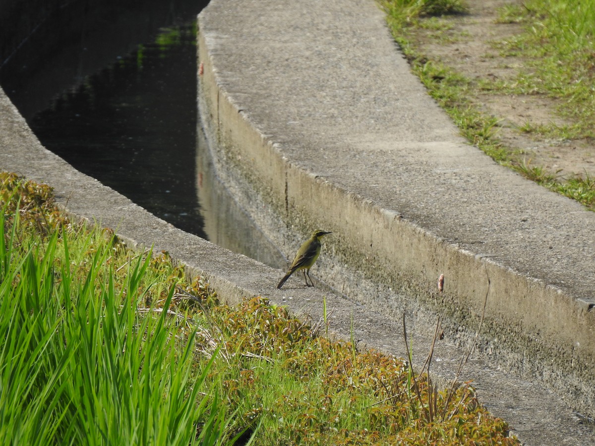 Eastern Yellow Wagtail - ML568809531