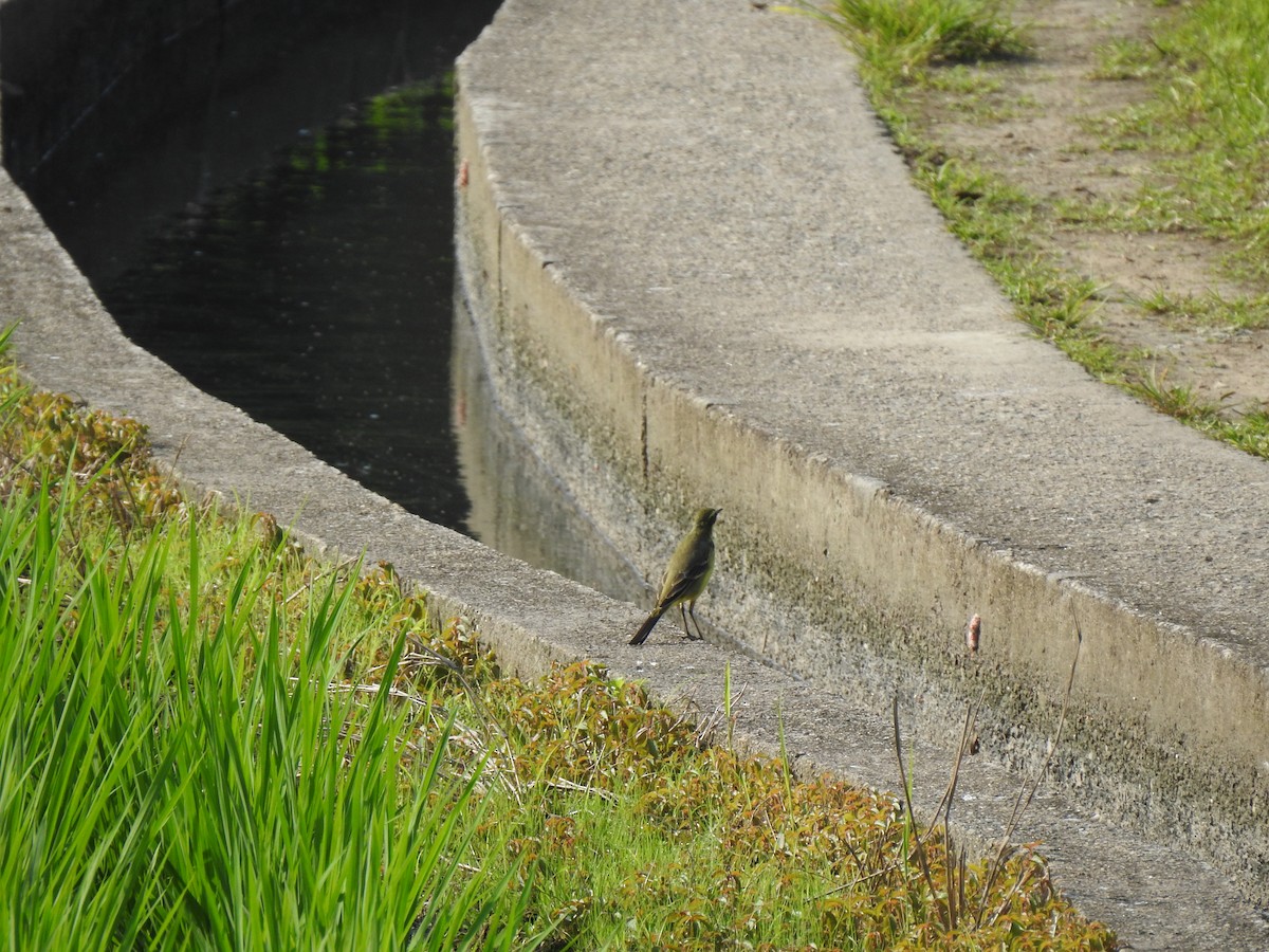 Eastern Yellow Wagtail - ML568809551