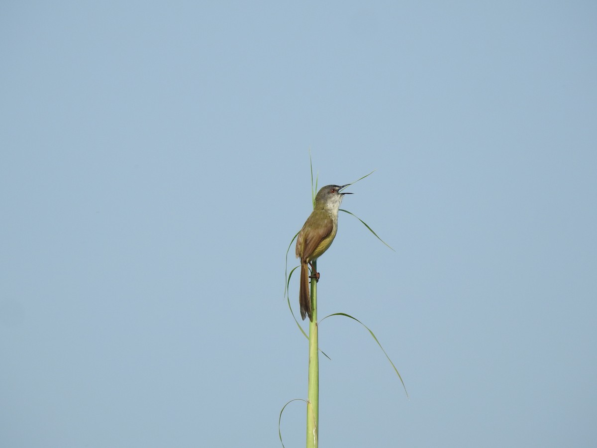 Yellow-bellied Prinia - ML568809611