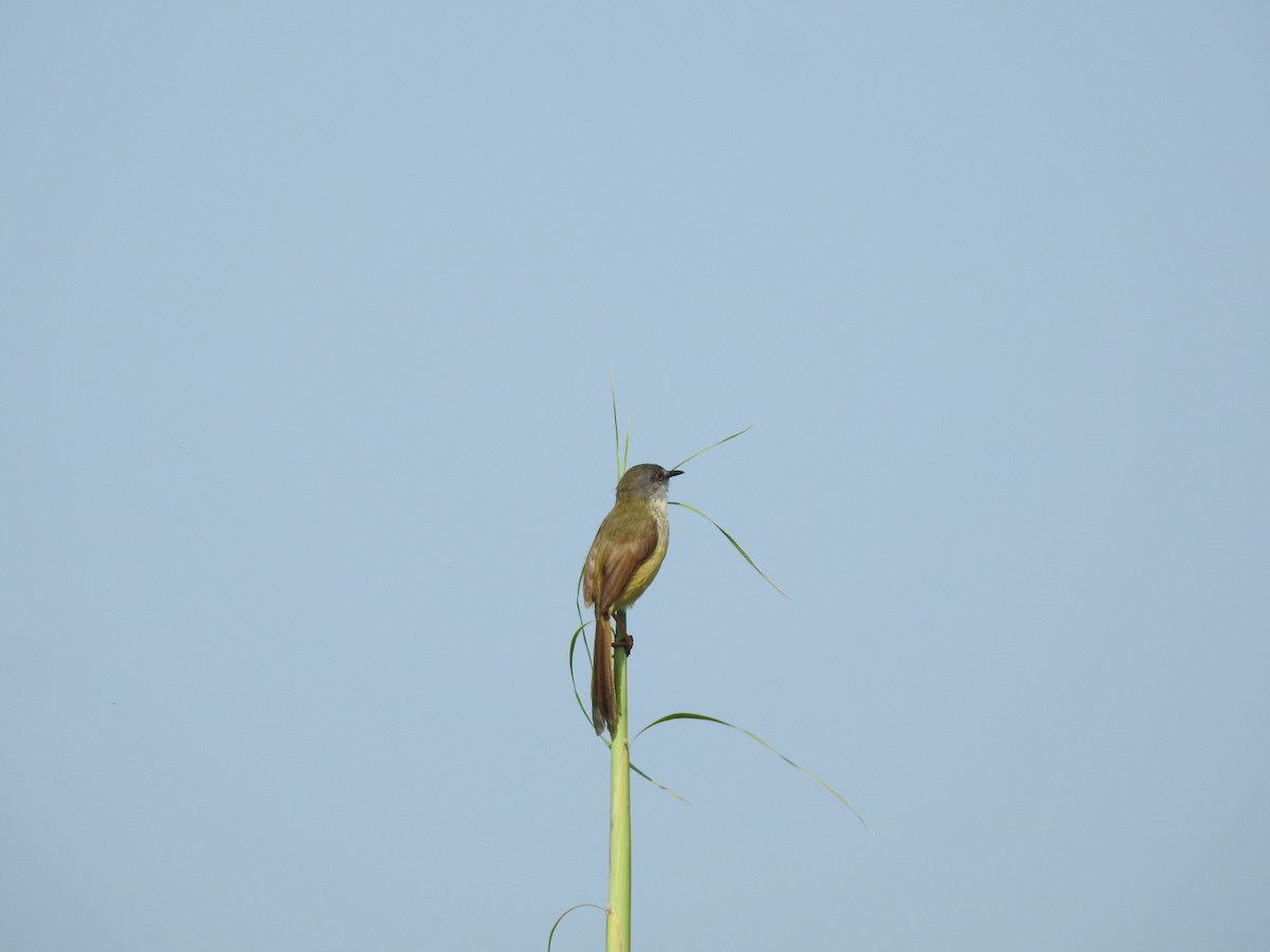 Yellow-bellied Prinia - ML568809621