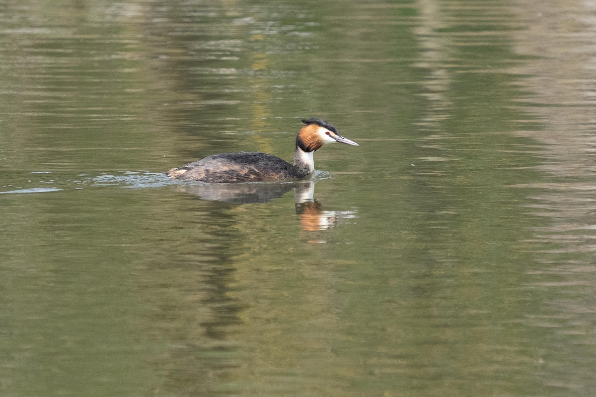 Great Crested Grebe - Holger Schneider