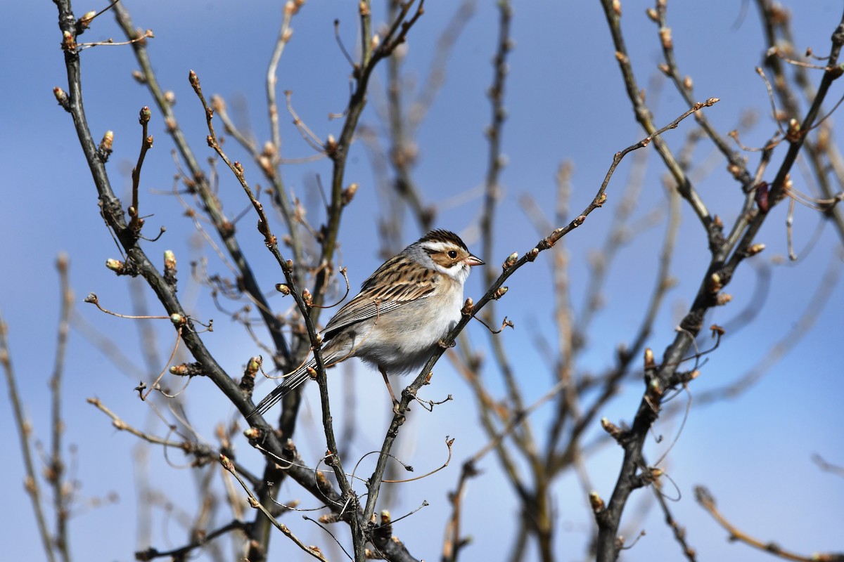 Clay-colored Sparrow - ML568811231