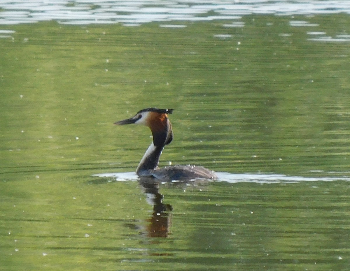 Great Crested Grebe - ML568811321