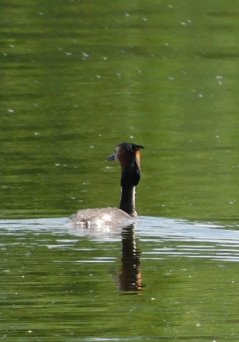 Great Crested Grebe - ML568811331