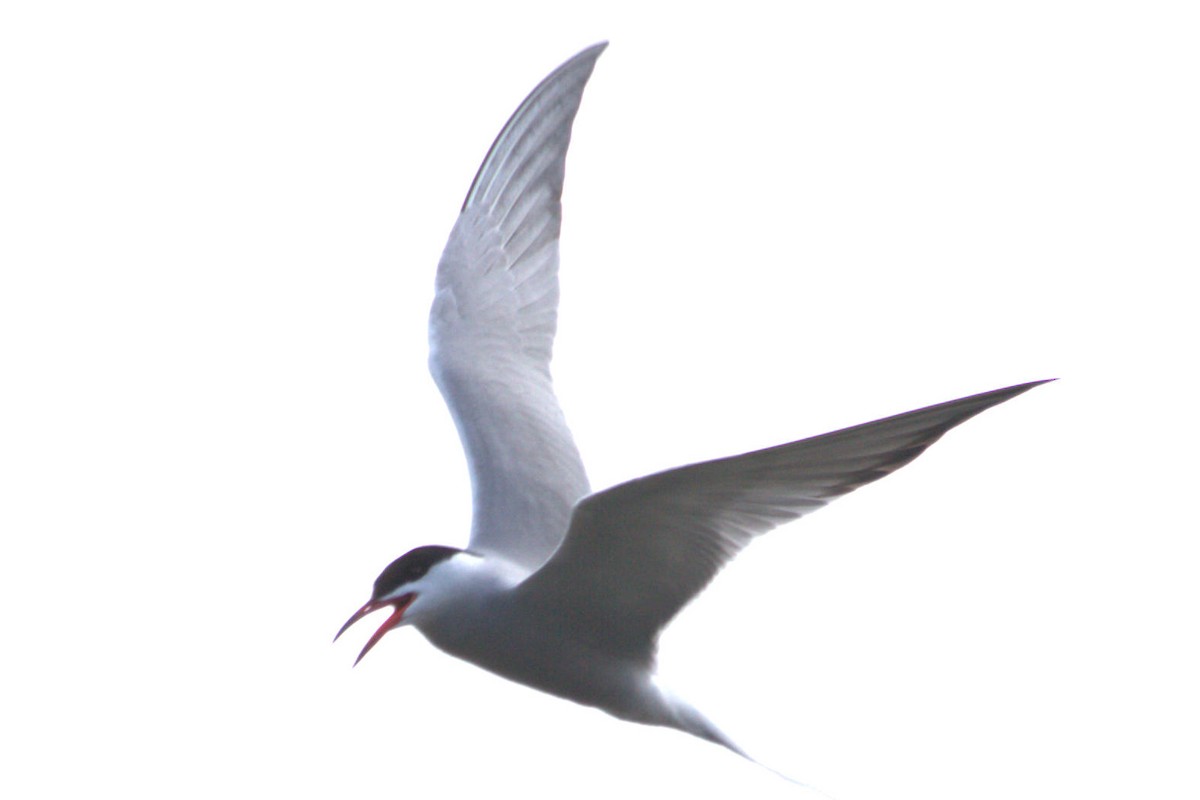 Common Tern - ML568811351