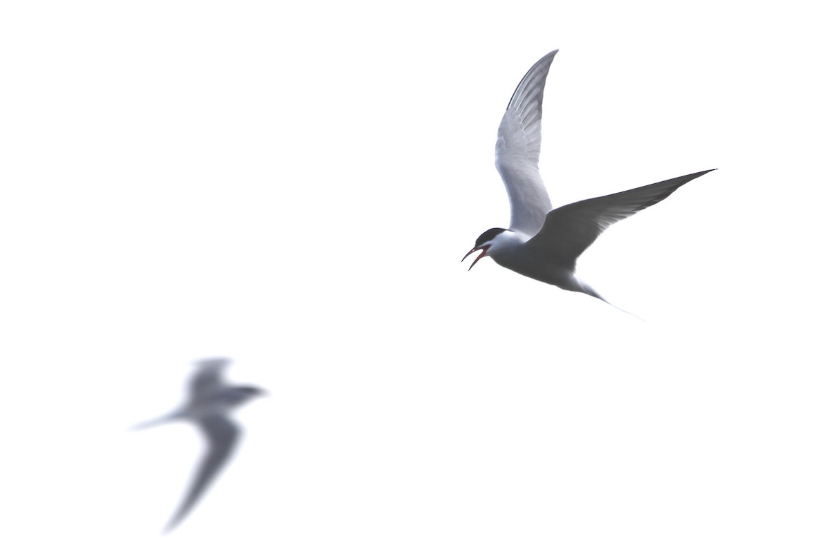 Common Tern - ML568811361