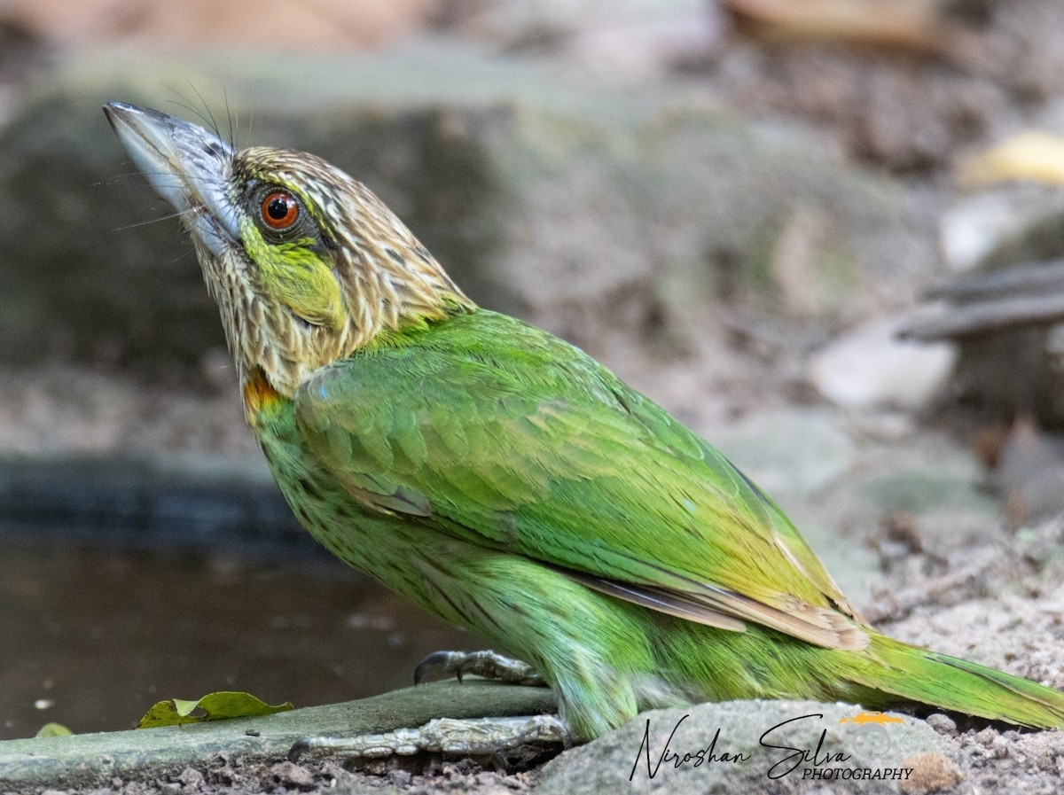 Barbudo Orejiverde - ML568812461