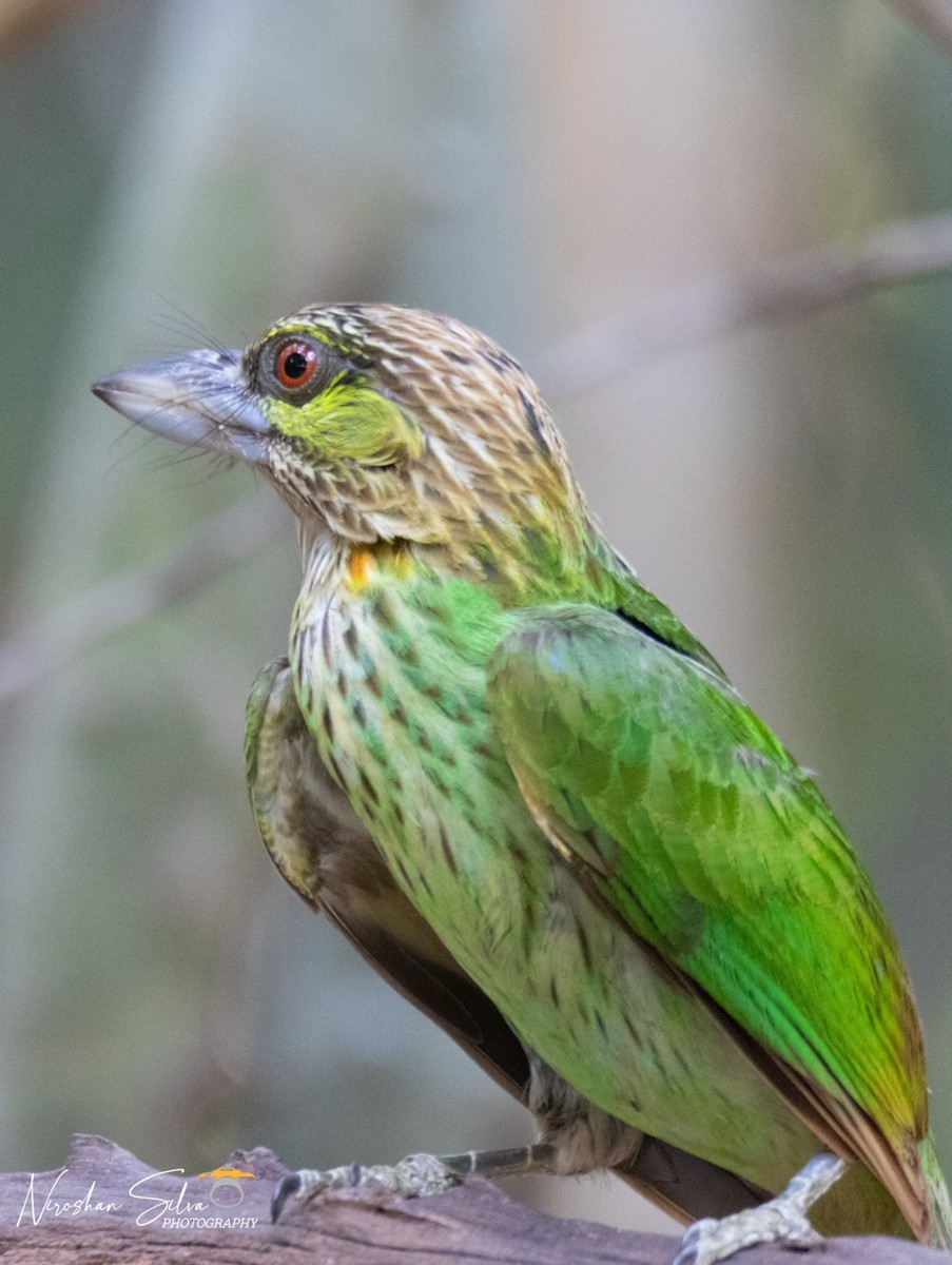 Green-eared Barbet - ML568812491