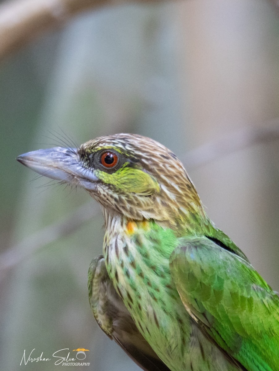 barbet zelenouchý - ML568812501