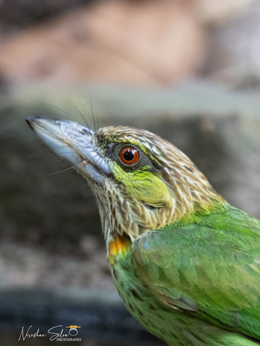 Green-eared Barbet - ML568812511