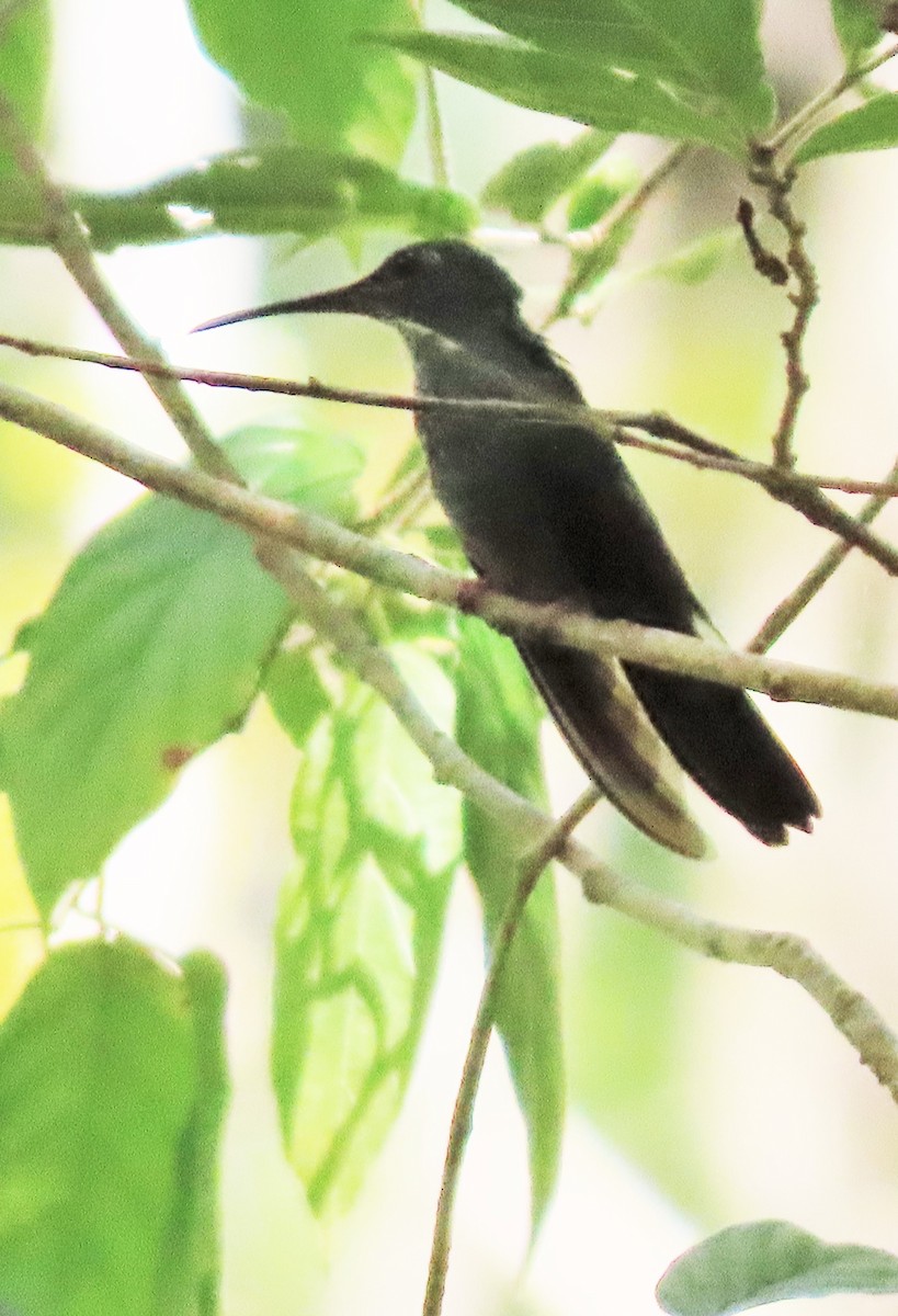 ub. kolibri (Trochilidae sp.) - ML568812741