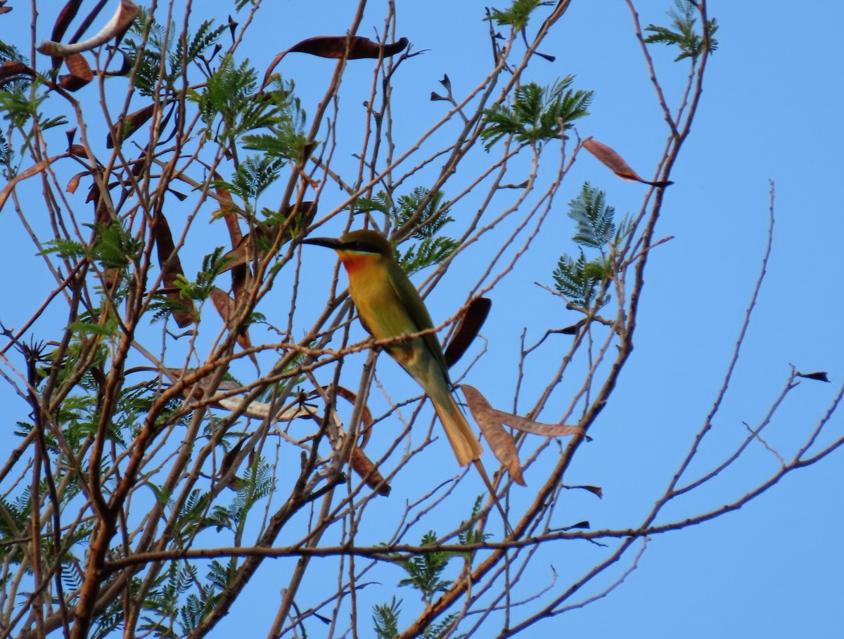 Blue-tailed Bee-eater - ML568812781