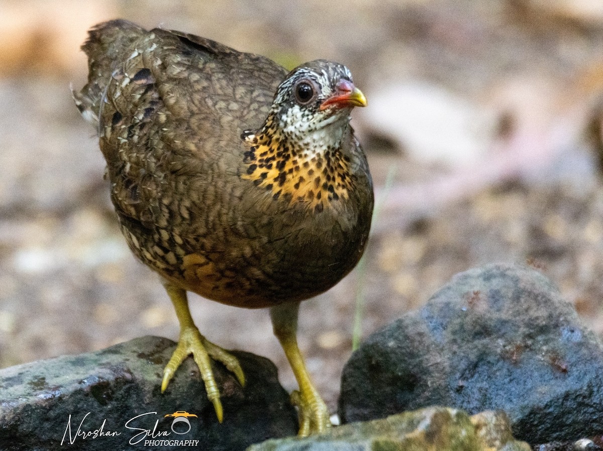 Scaly-breasted Partridge - ML568812901