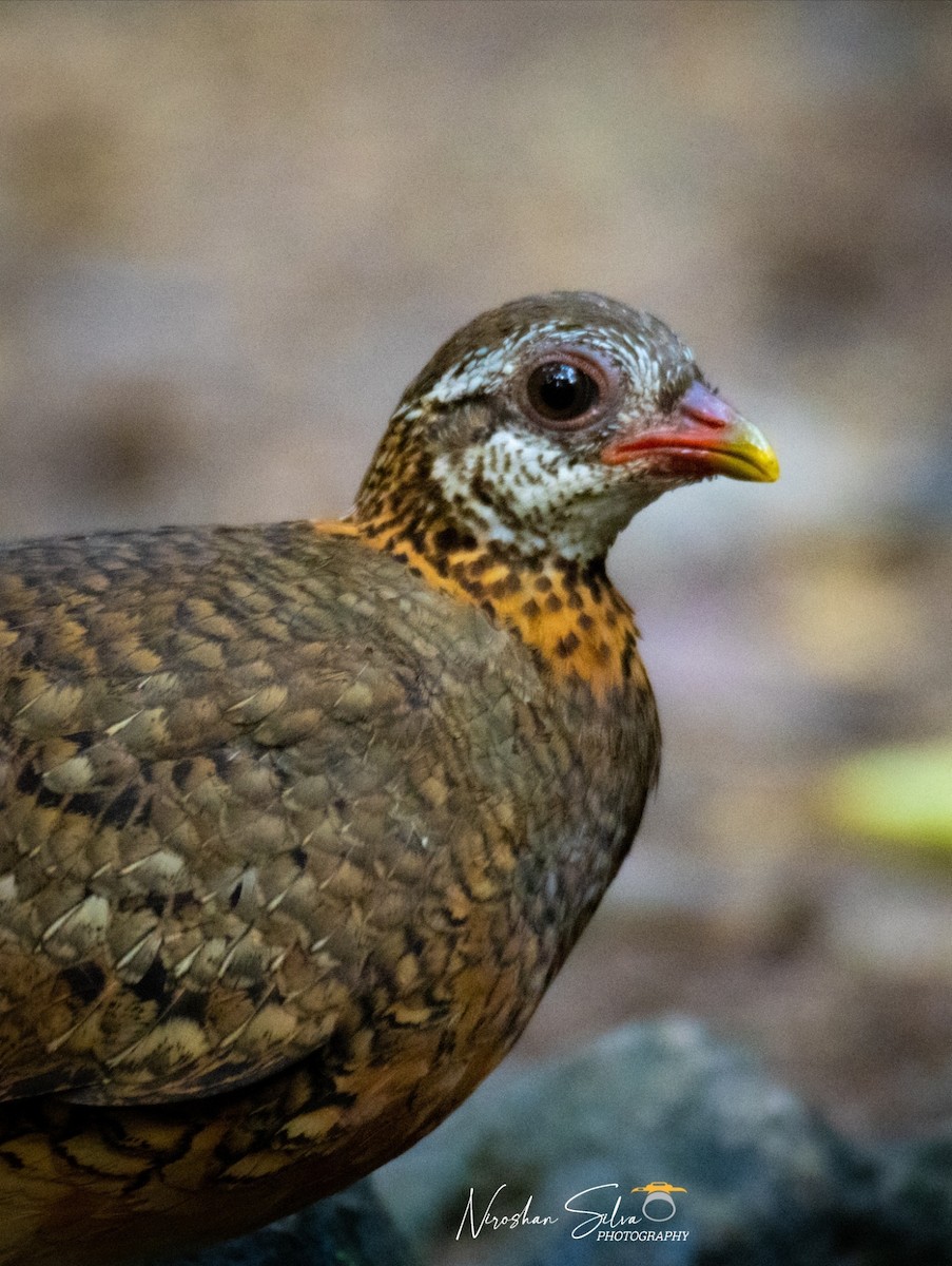 Scaly-breasted Partridge - Niroshan Silva
