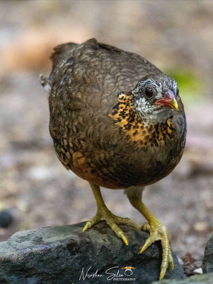 Scaly-breasted Partridge - Niroshan Silva