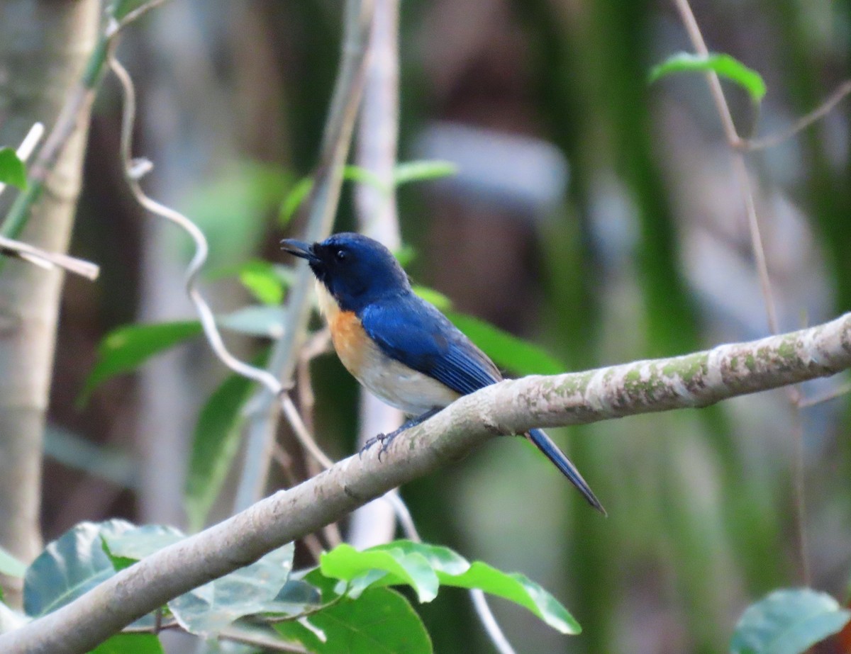 Mangrove Blue Flycatcher - Bosco Chan
