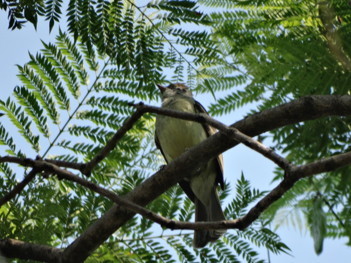 Dusky-capped Flycatcher - Juan Pablo Rodriguez Oliva