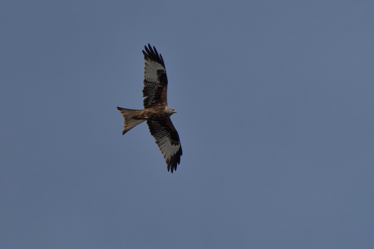 Red Kite - Holger Schneider