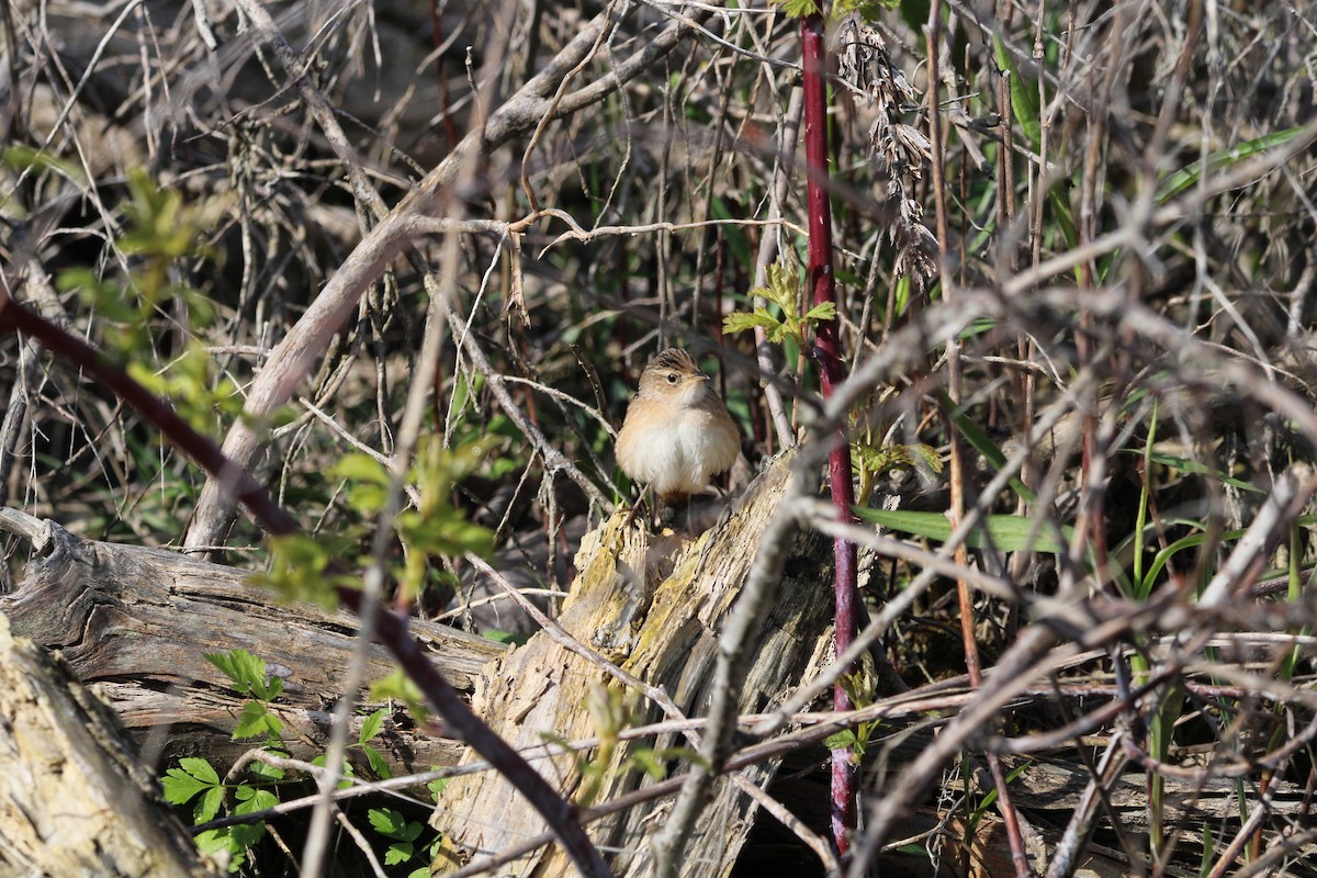 Sedge Wren - ML568814561