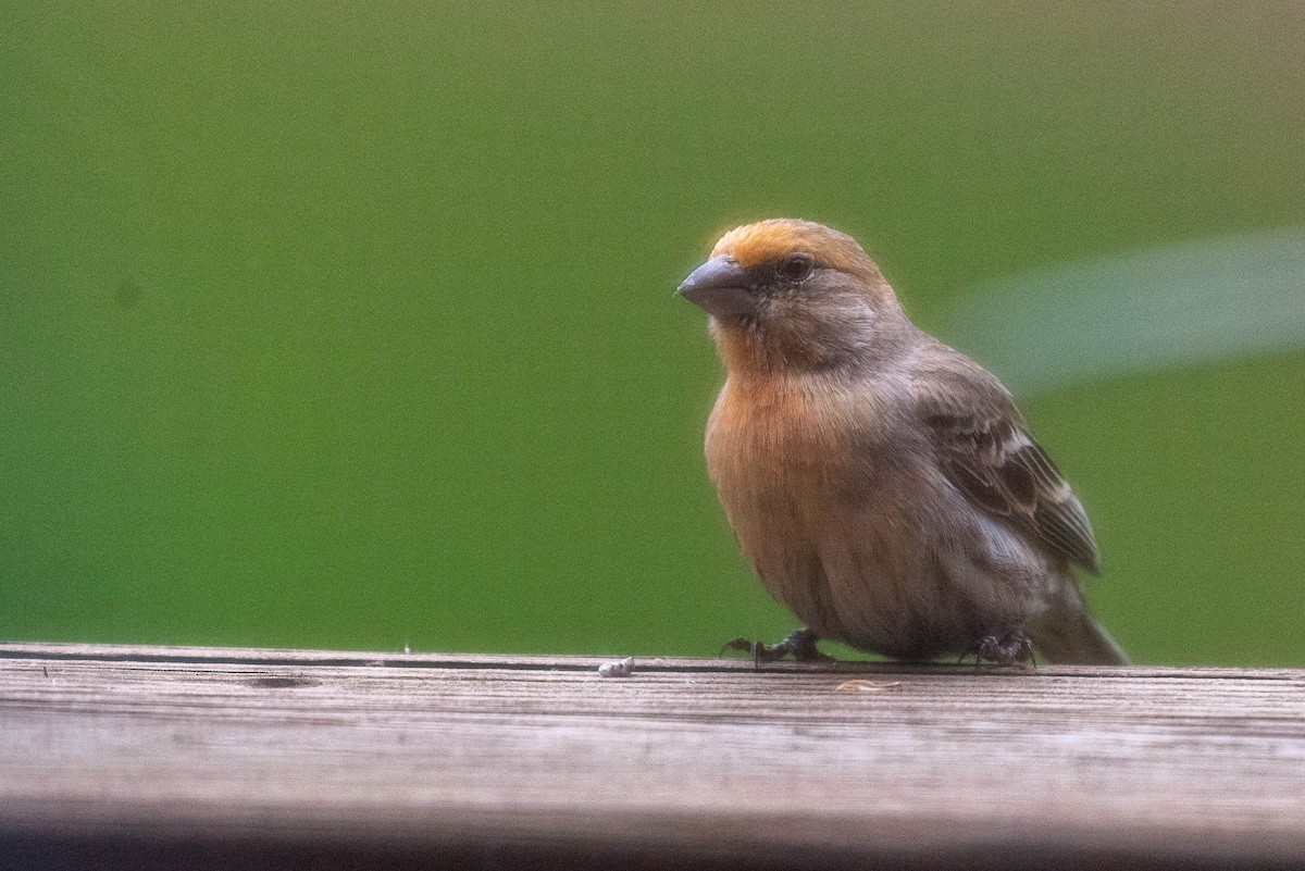 House Finch - ML568814761
