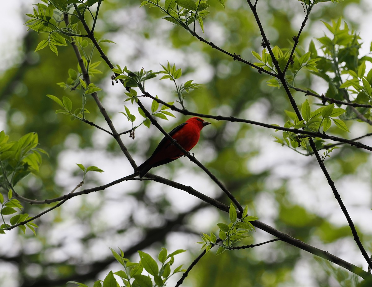 Scarlet Tanager - ML568814831