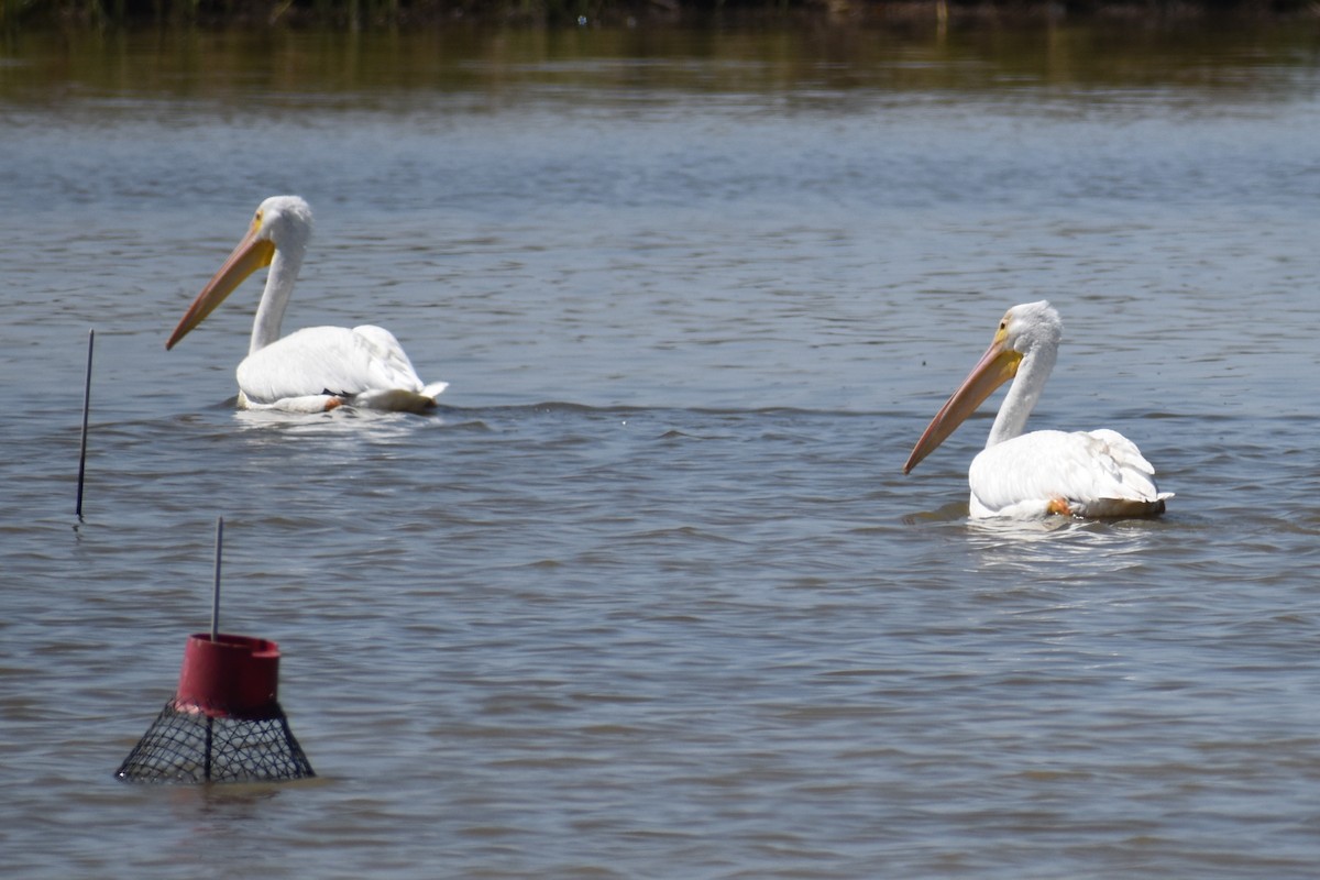 pelikán severoamerický - ML568815191