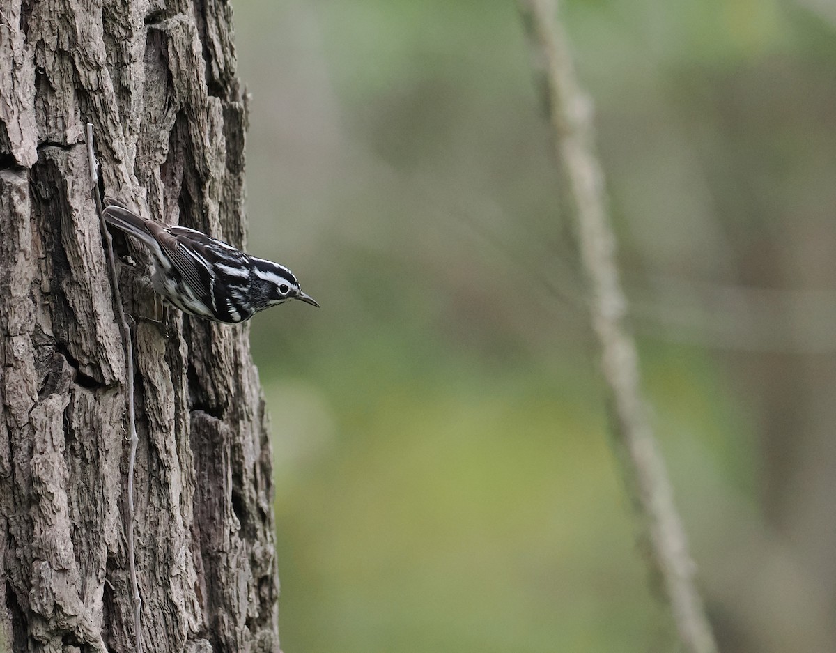 Black-and-white Warbler - ML568817371