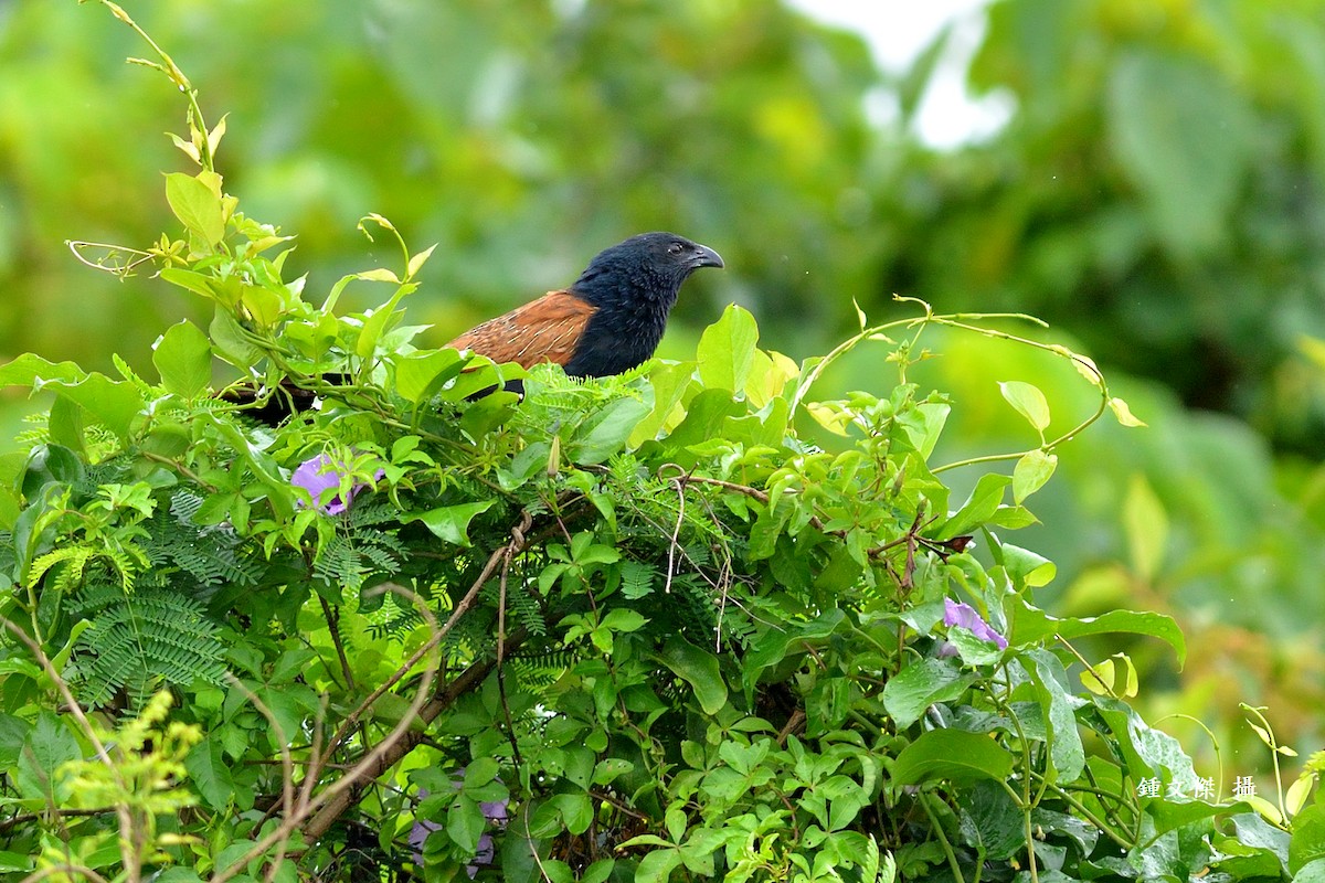 Lesser Coucal - ML568817731