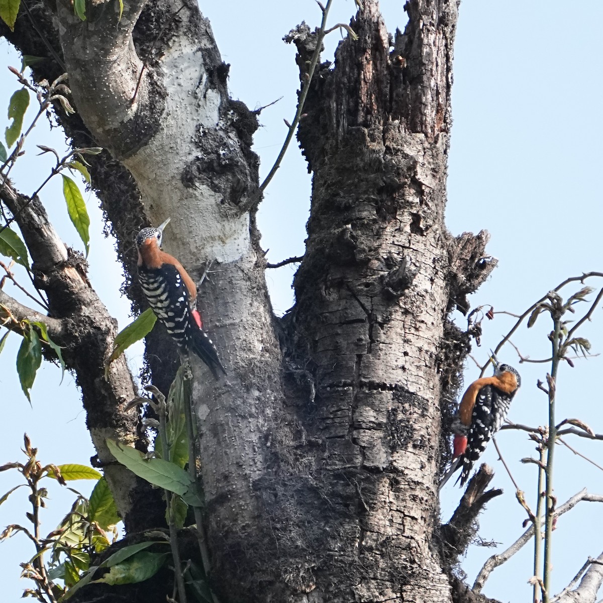 Rufous-bellied Woodpecker - Tom Cho