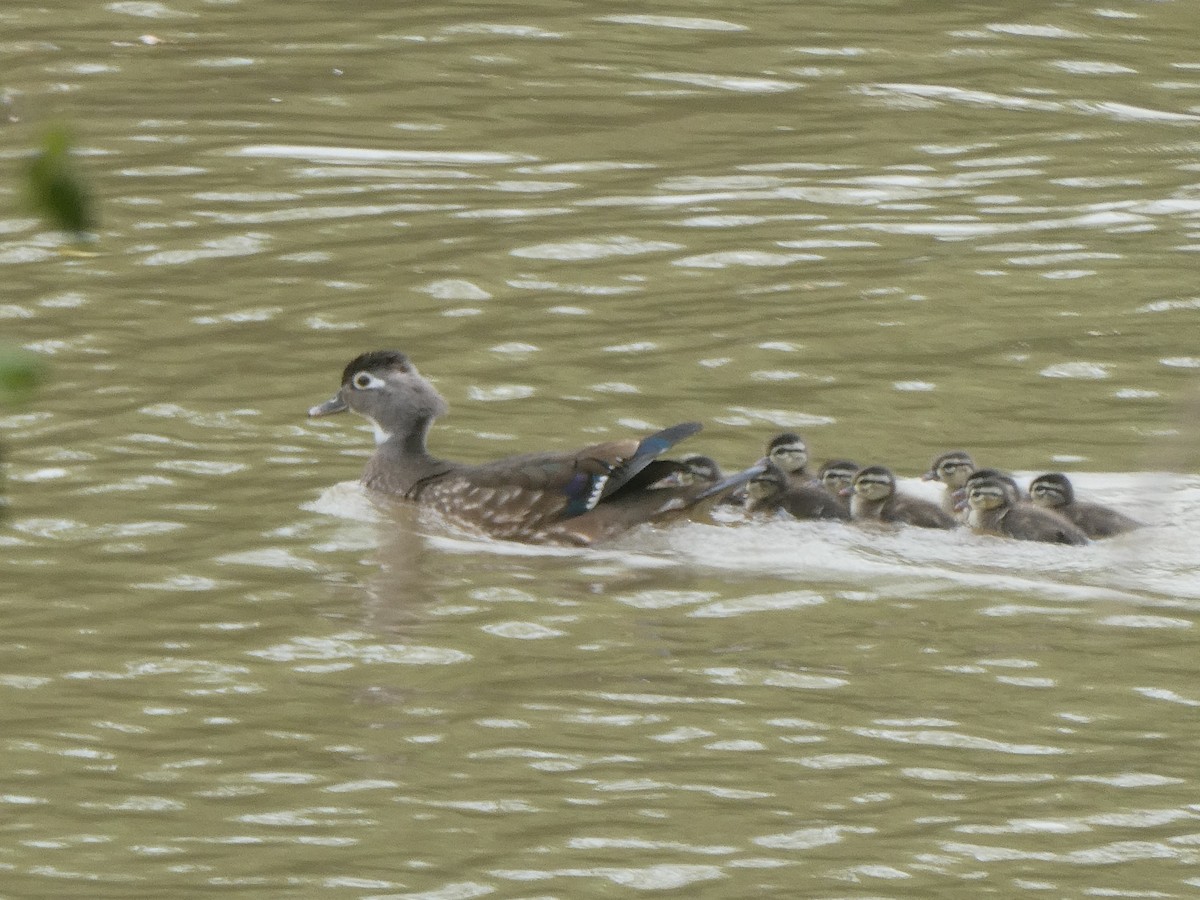 Wood Duck - ML568818801