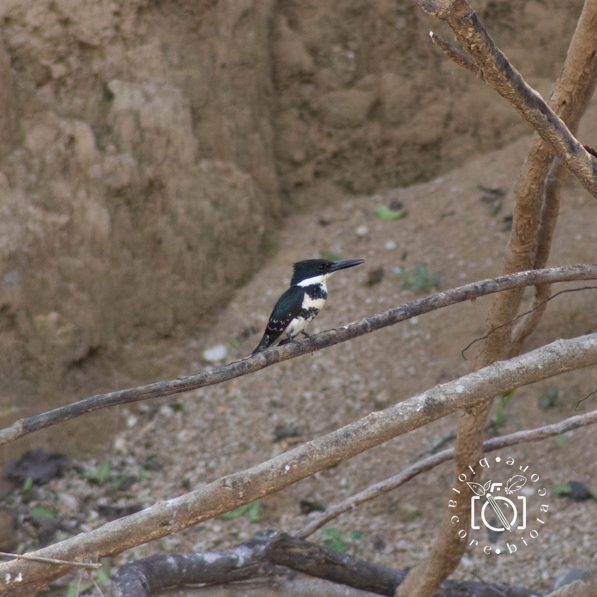 Green Kingfisher - ML568818941