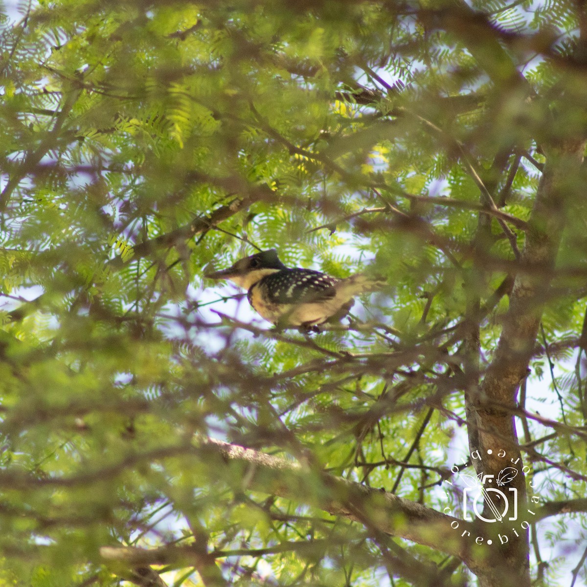 Green Kingfisher - ML568818951