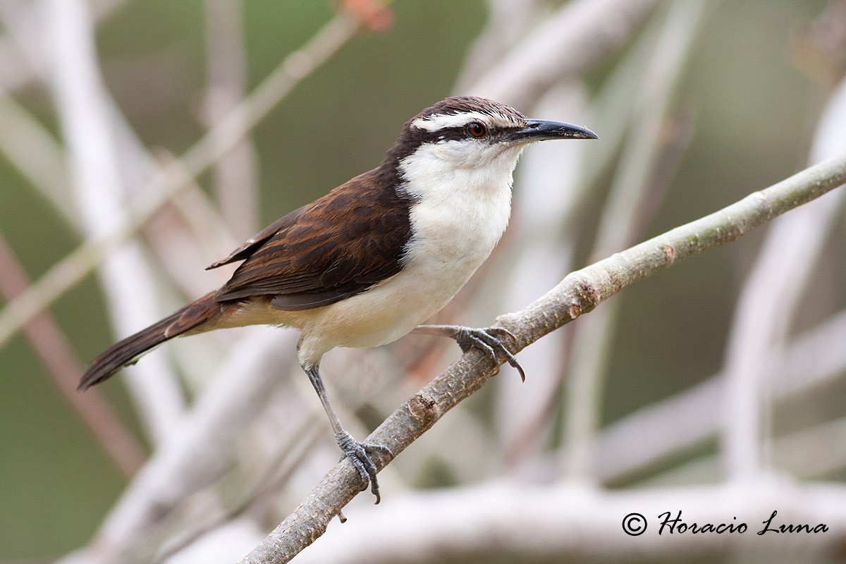 Bicolored Wren - Horacio Luna