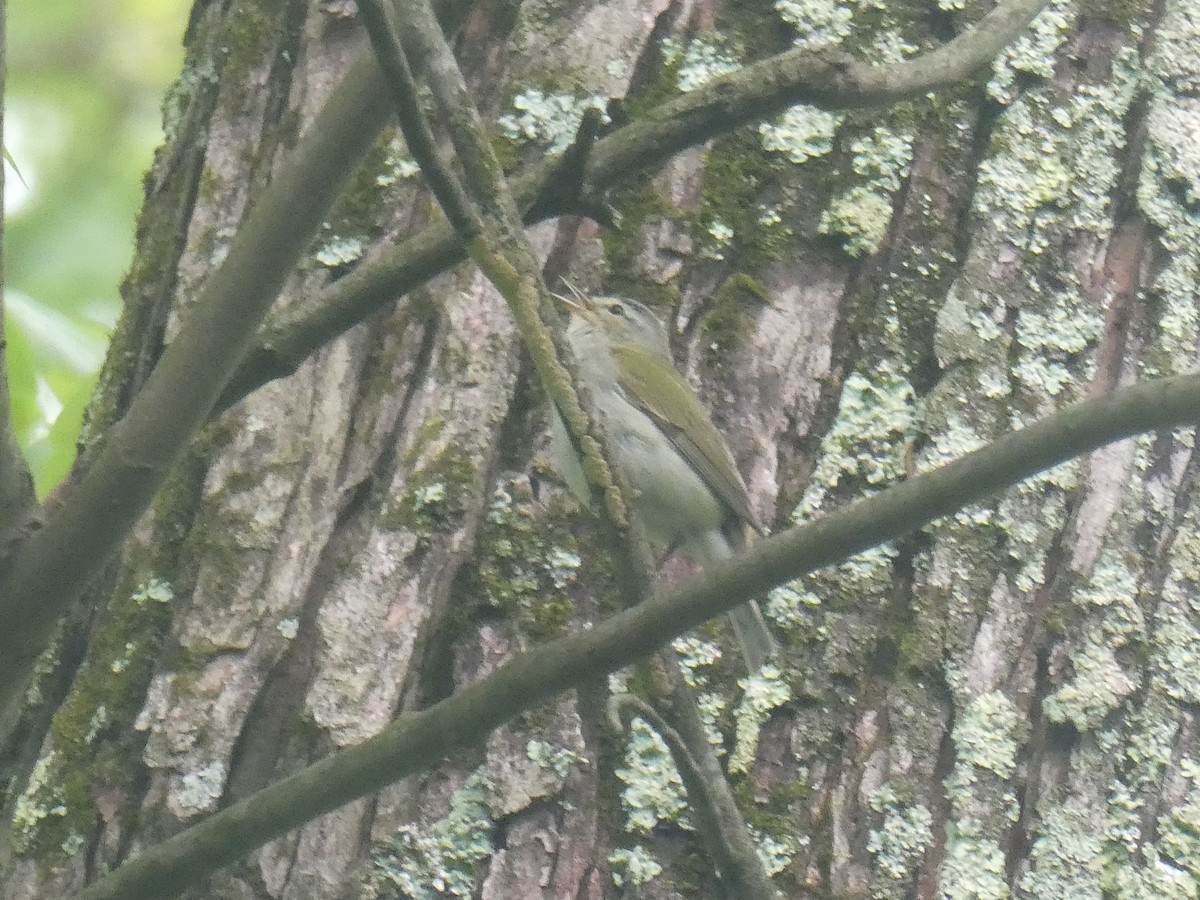 Tennessee Warbler - ML568819441