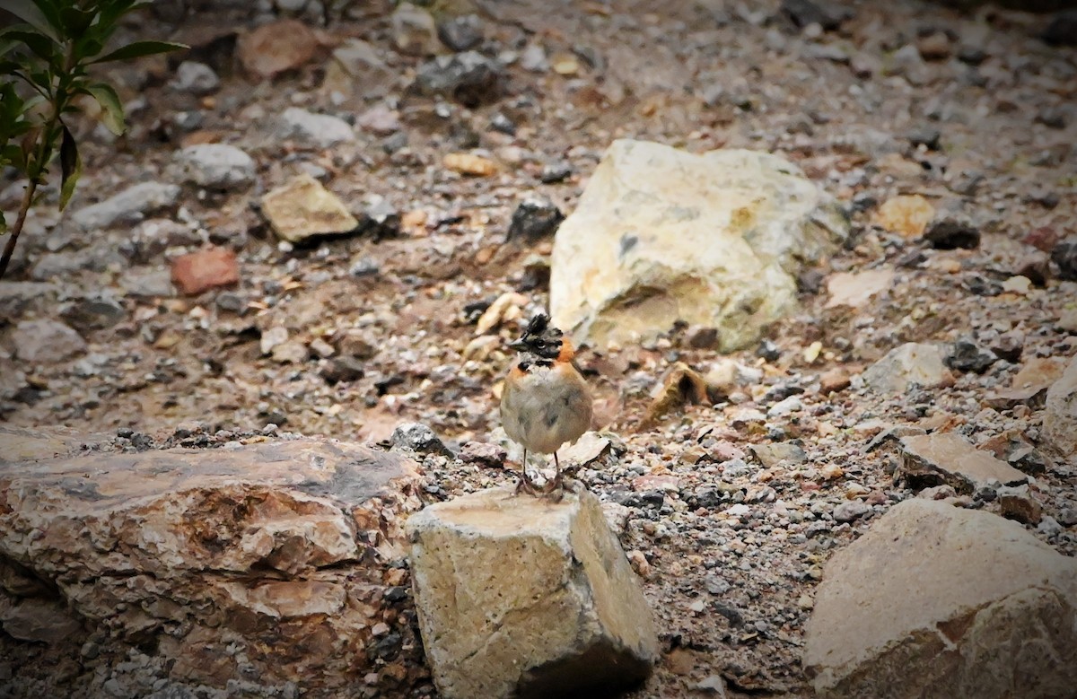 Rufous-collared Sparrow - Marcelo Donoso