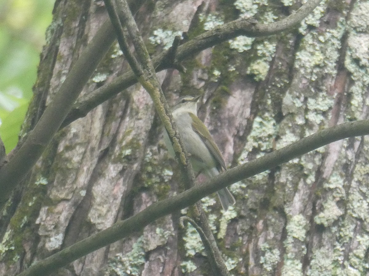 Tennessee Warbler - ML568819861