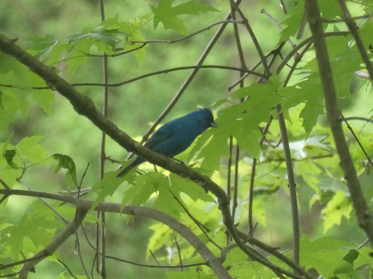 Indigo Bunting - Rick Dunning