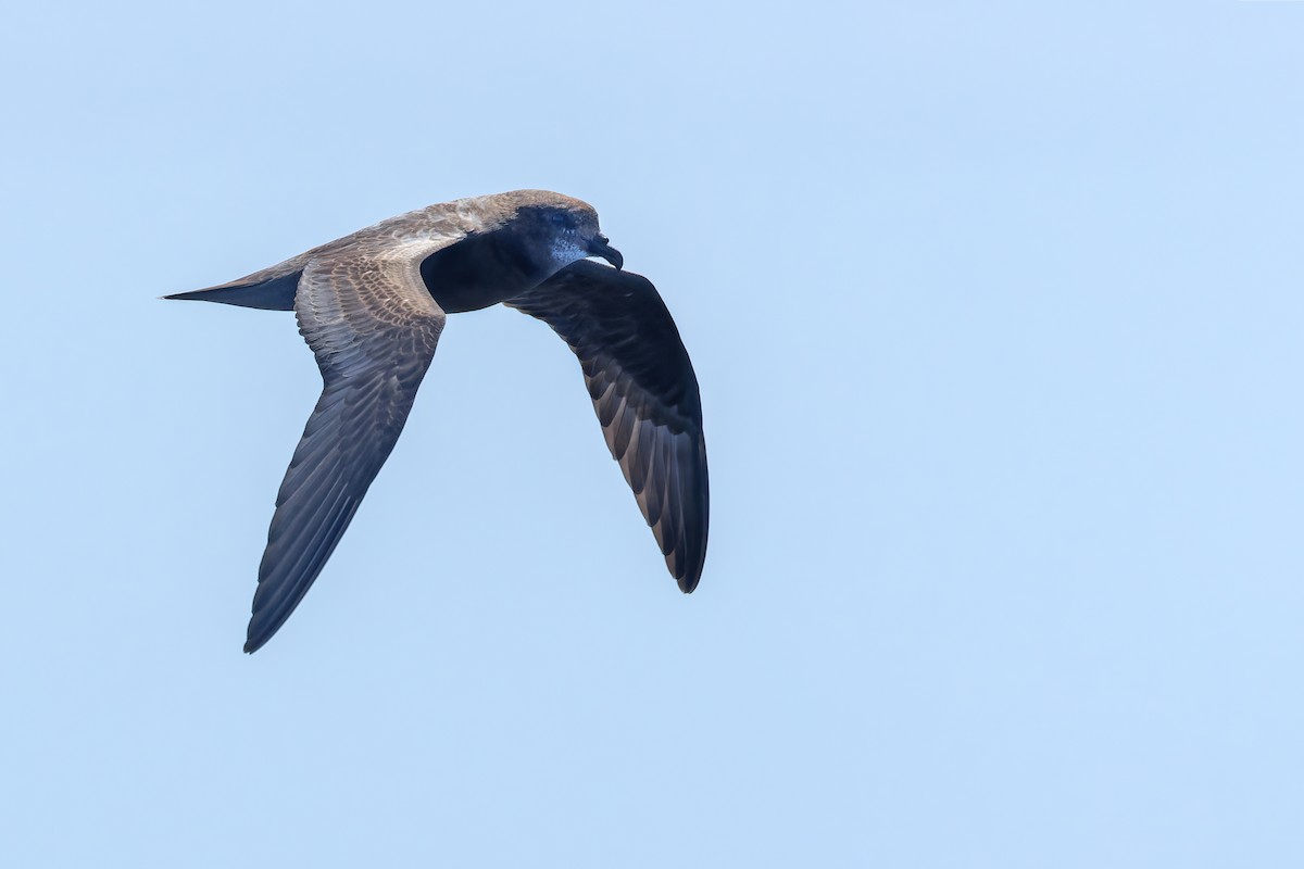 Murphy's Petrel - ML568820741