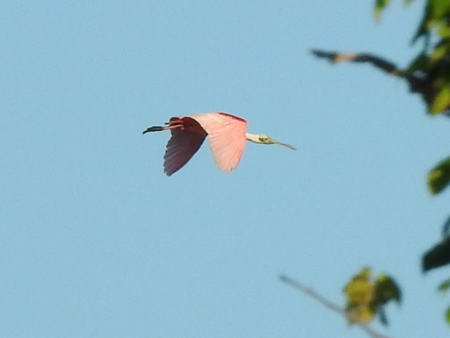 Roseate Spoonbill - ML568820821