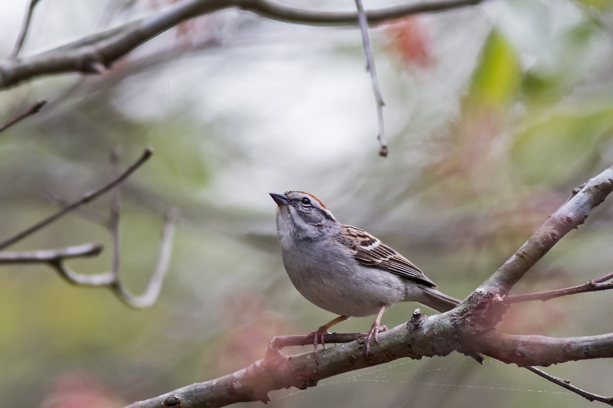 Chipping Sparrow - William Keim