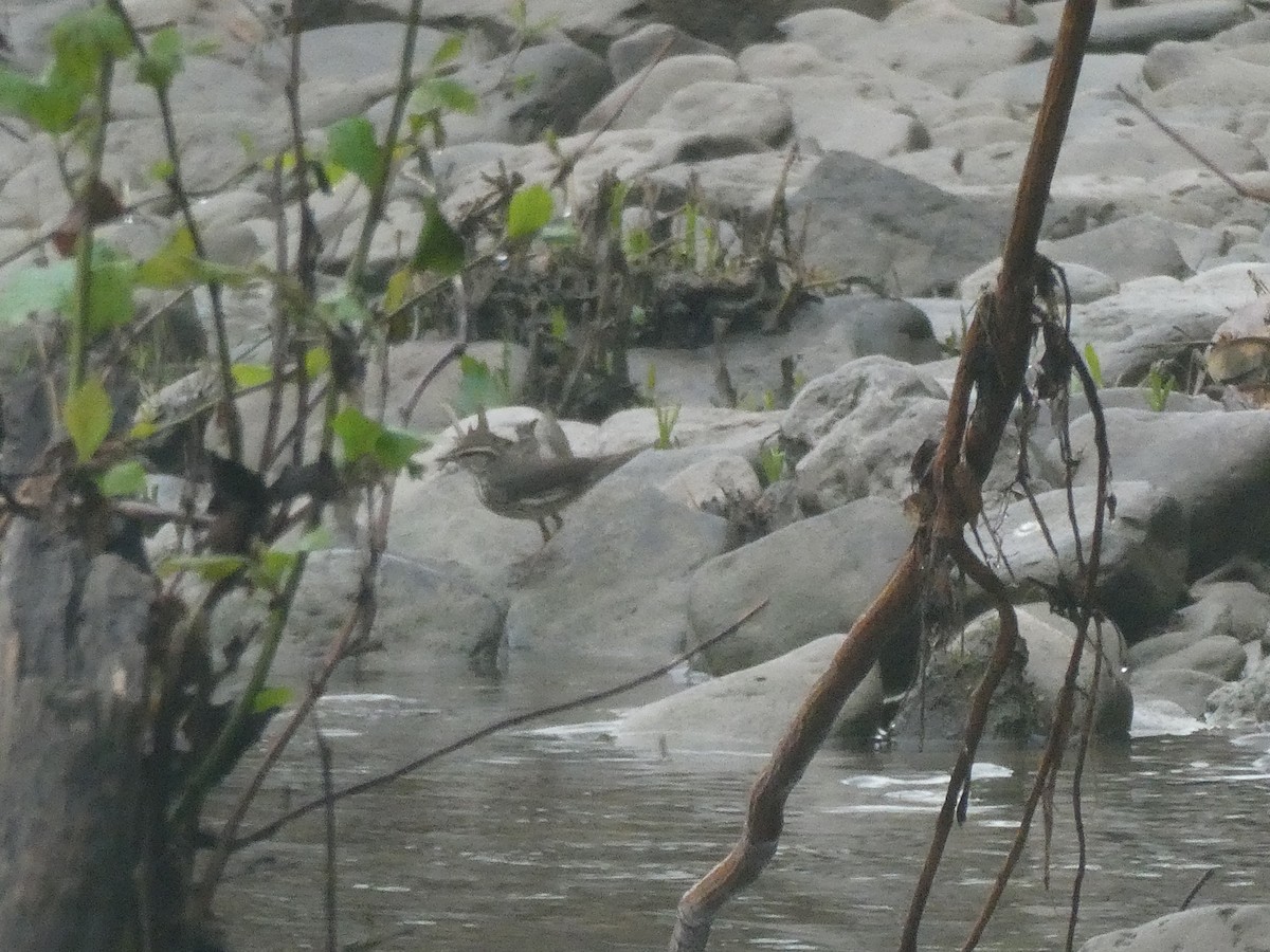 Northern Waterthrush - ML568820941