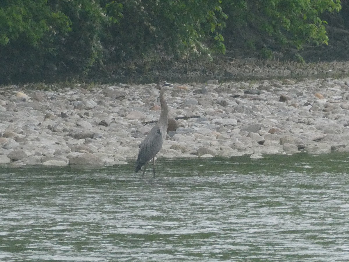 Great Blue Heron - ML568821111