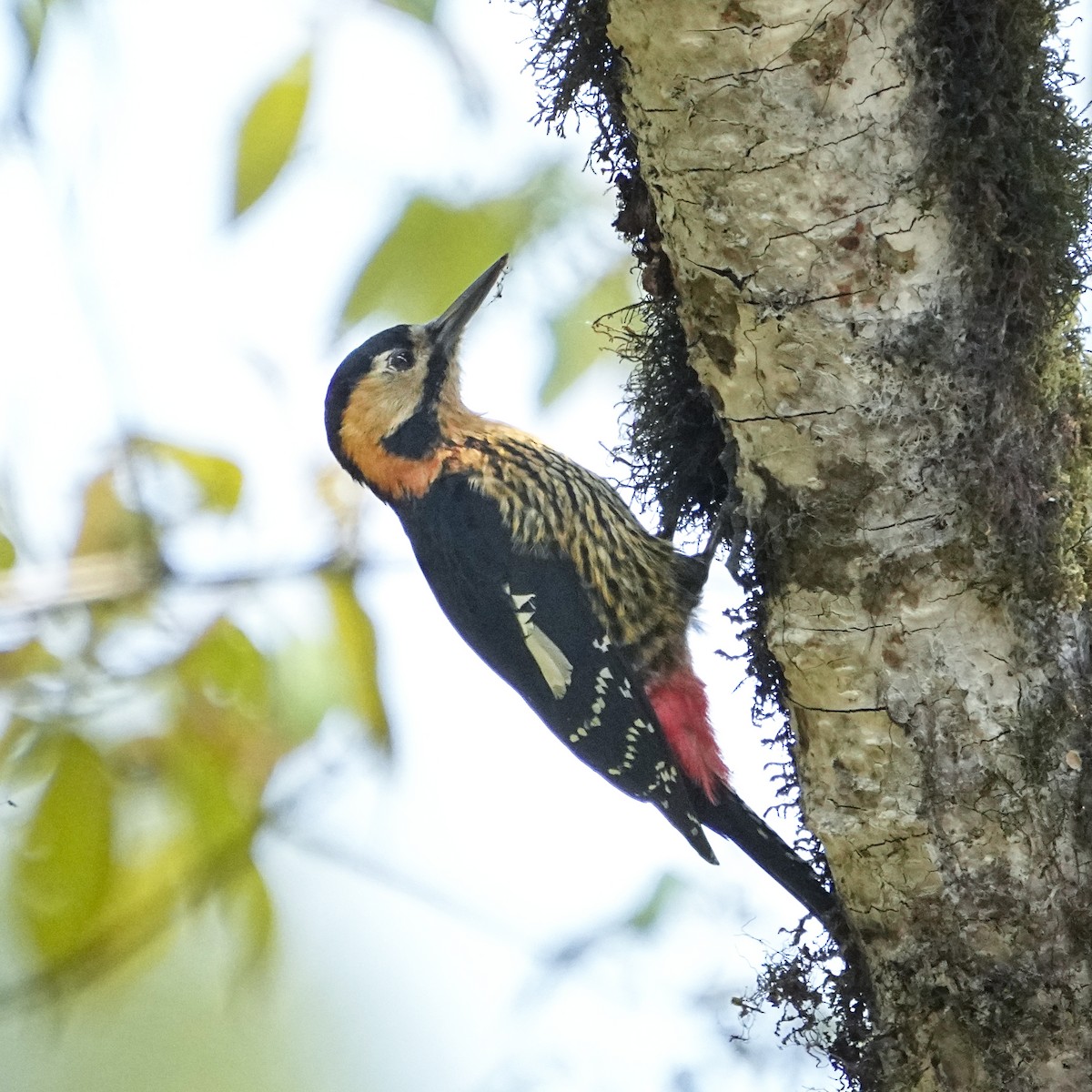 Darjeeling Woodpecker - ML568821121