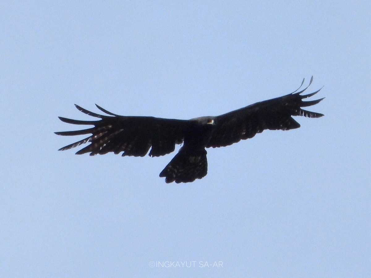 Águila Milana - ML568821611