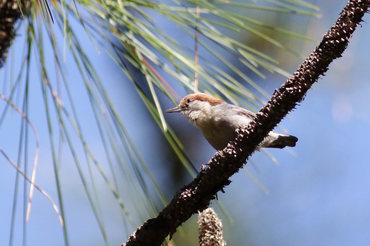 Brown-headed Nuthatch - ML568824321