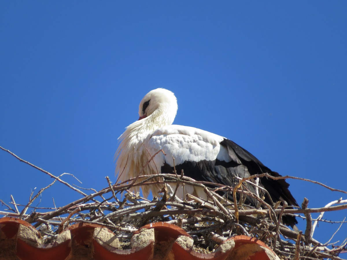 White Stork - Samuel de la Calle San José